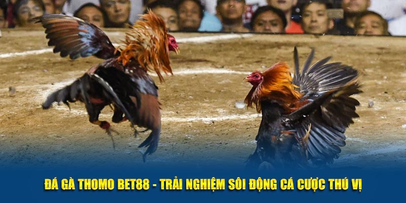 Đá gà thomo mang đến trải nghiệm thú vị